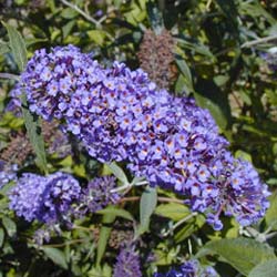 buddleia variabilis